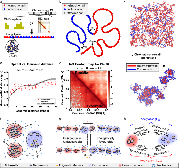 Polymer model integrates imaging and sequencing to reveal how nanoscale heterochromatin domains influence gene expression