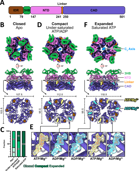 Conformational changes in the motor ATPase CpaF facilitate a rotary mechanism of Tad pilus assembly