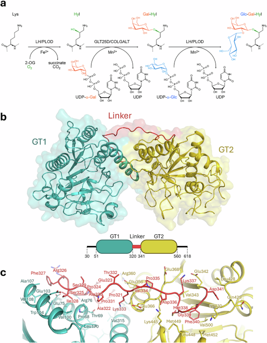 Molecular structure and enzymatic mechanism of the human collagen hydroxylysine galactosyltransferase GLT25D1/COLGALT1