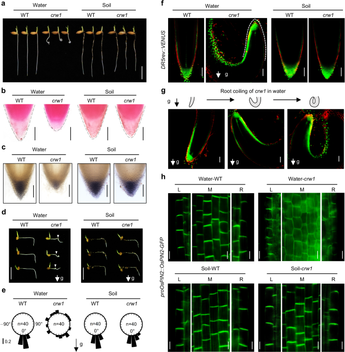 Mechanosensing antagonizes ethylene signaling to promote root gravitropism in rice