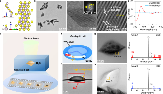 Filming evolution dynamics of Hg nanodroplets mediated at solid-gas and solid-liquid interfaces by in-situ TEM