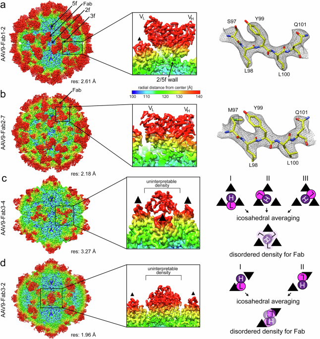 Structural characterization of antibody-responses following Zolgensma treatment for AAV capsid engineering to expand patient cohorts