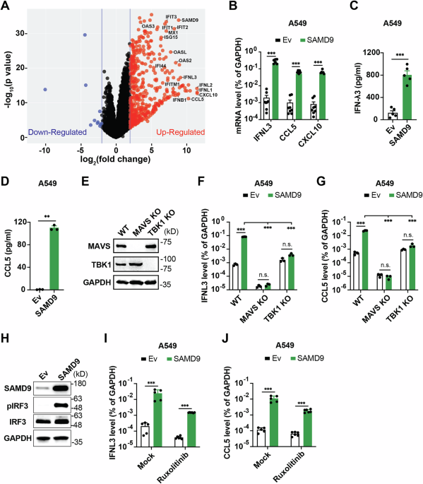 SAMD9 senses cytosolic double-stranded nucleic acids in epithelial and mesenchymal cells to induce antiviral immunity