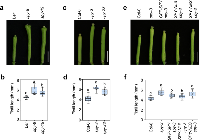 O-Fucosyltransferase SPINDLY attenuates auxin-induced fruit growth by inhibiting ARF6/8-coactivator mediator complex interaction in Arabidopsis