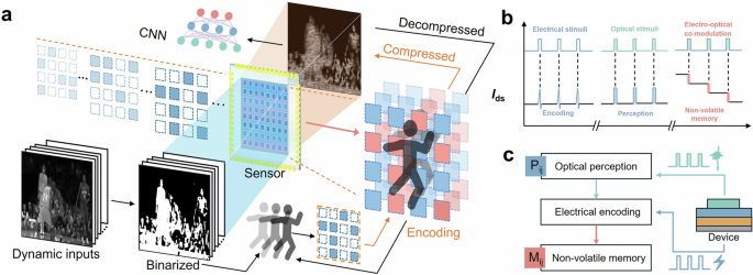 In-sensor compressing via programmable optoelectronic sensors based on van der Waals heterostructures for intelligent machine vision