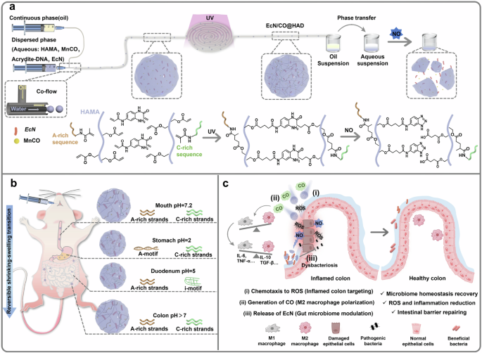 Acid-resistant chemotactic DNA micromotors for probiotic delivery in inflammatory bowel disease