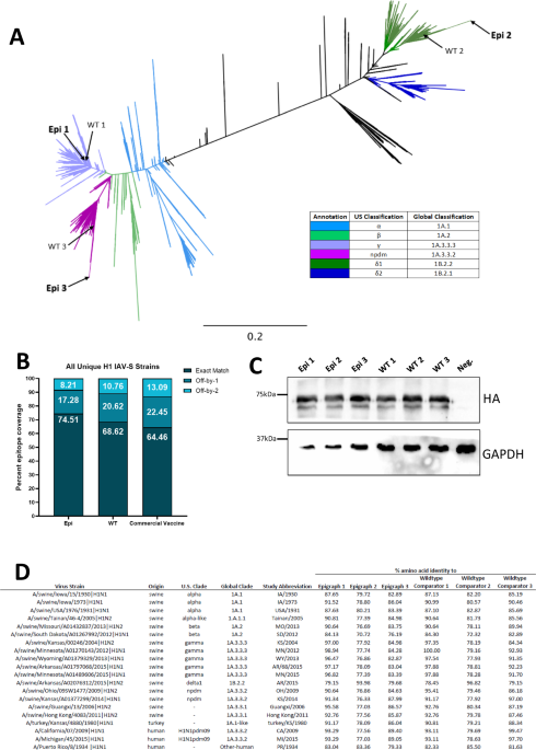 Epitope-optimized vaccine elicits enduring immunity against swine influenza A virus