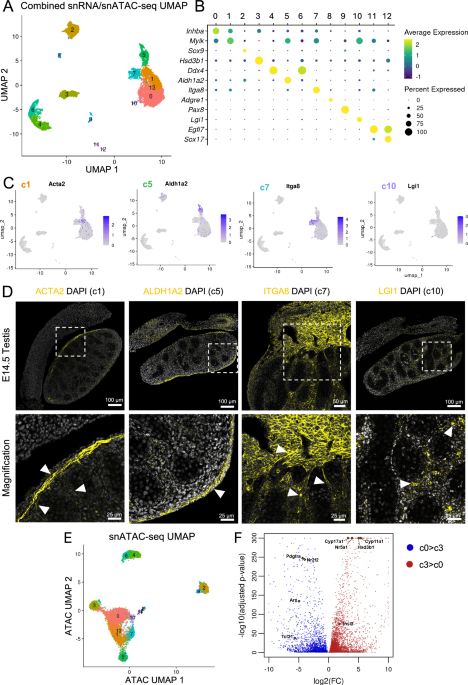 NR2F2 regulation of interstitial cell fate in the embryonic mouse testis and its impact on differences of sex development