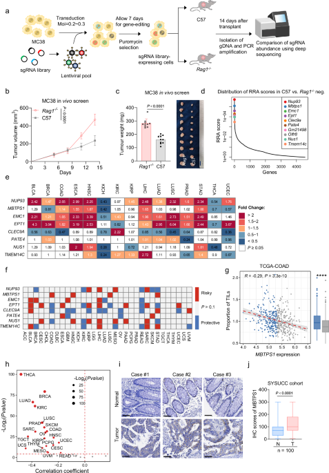Inhibition of MBTPS1 enhances antitumor immunity and potentiates anti-PD-1 immunotherapy