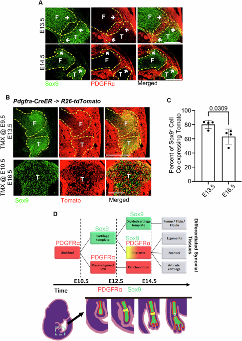 PDGFRα signaling regulates cartilage and fibrous tissue differentiation during synovial joint development