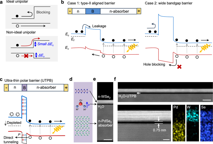 Sub-pA dark current infrared photodetection enabled by polarized water-intercalated heterojunctions