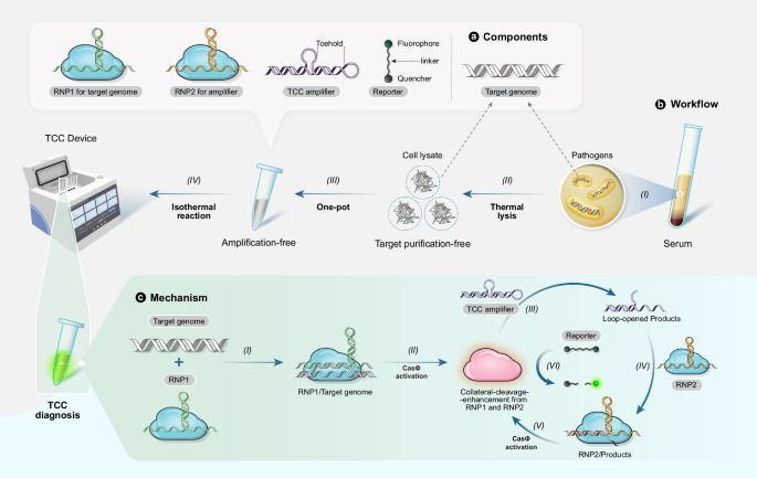 Ultrasensitive detection of clinical pathogens through a target-amplification-free collateral-cleavage-enhancing CRISPR-CasΦ tool