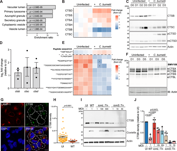 Coxiella burnetii manipulates the lysosomal protease cathepsin B to facilitate intracellular success