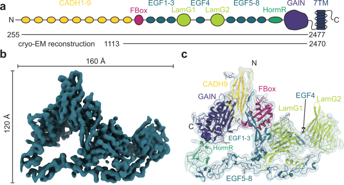 Structural basis for regulation of CELSR1 by a compact module in its extracellular region