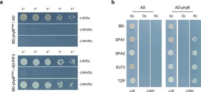 Both phytochrome A and phyB interact with PHYTOCHROME-INTERACTING FACTORs through an evolutionary conserved phyOPM-APA interaction