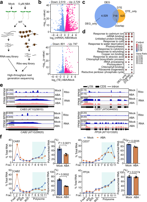 Unveiling the regulatory role of GRP7 in ABA signal-mediated mRNA translation efficiency regulation