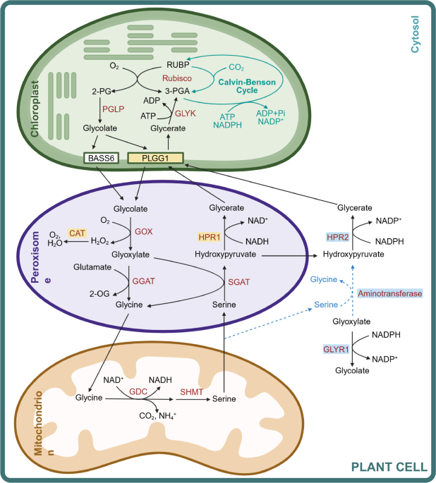 A cytosolic glyoxylate shunt complements the canonical photorespiratory pathway in Arabidopsis