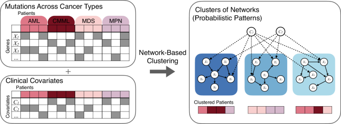 Network-based clustering unveils interconnected landscapes of genomic and clinical features across myeloid malignancies
