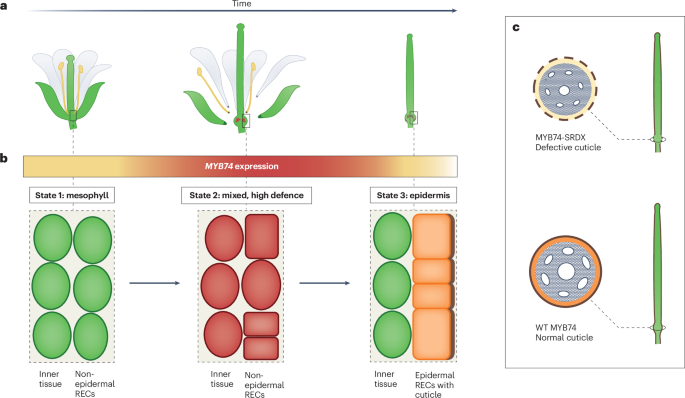 Making a new epidermis after abscission