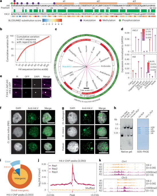 An Oryza-specific histone H4 variant predisposes H4 lysine 5 acetylation to modulate salt stress responses