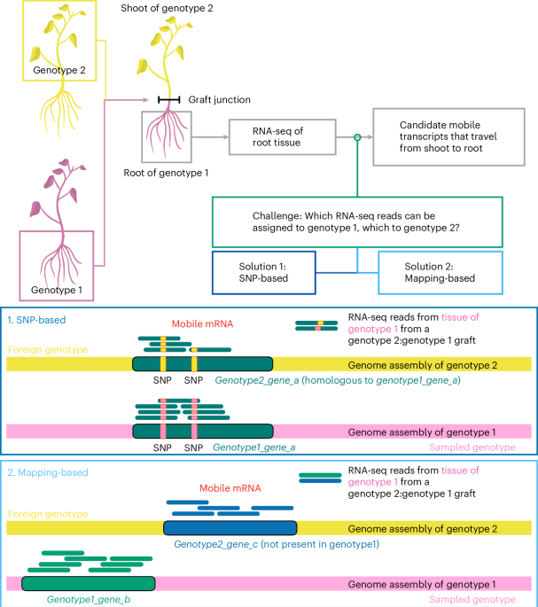 Re-analysis of mobile mRNA datasets raises questions about the extent of long-distance mRNA communication