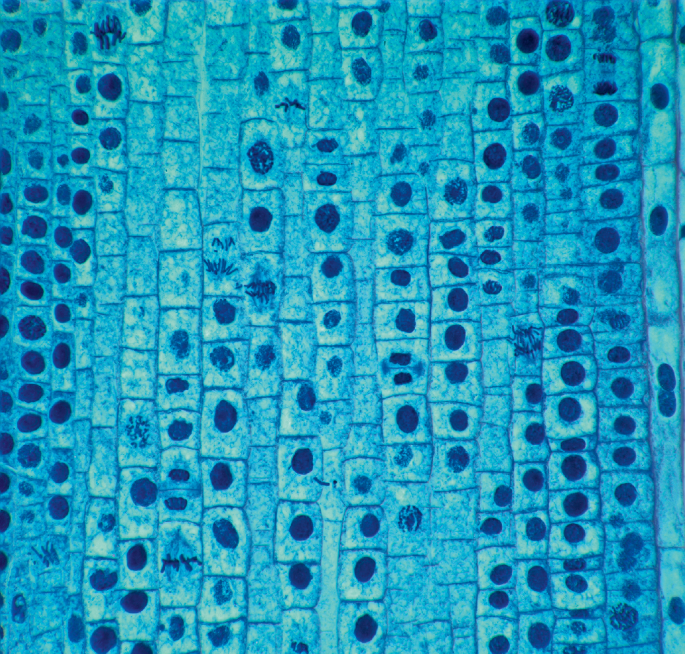 Unequal signalling and biosynthesis in daughter cells