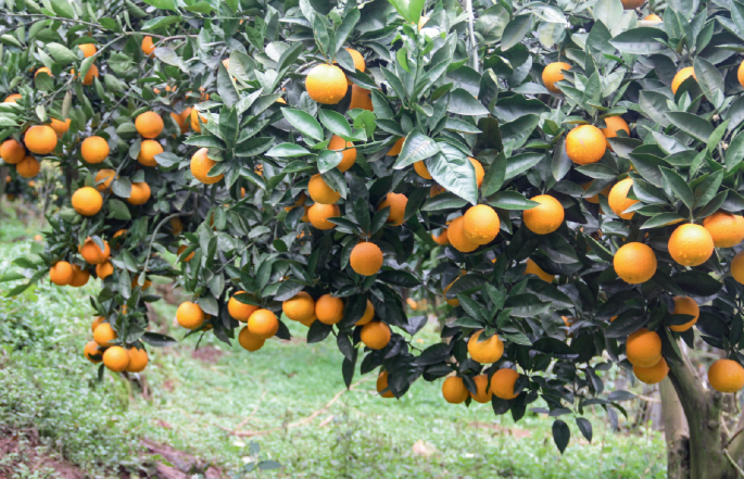 Re-domestication of sweet orange | Nature Plants