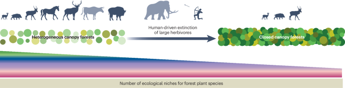 Habitat affinities of European temperate forest plants