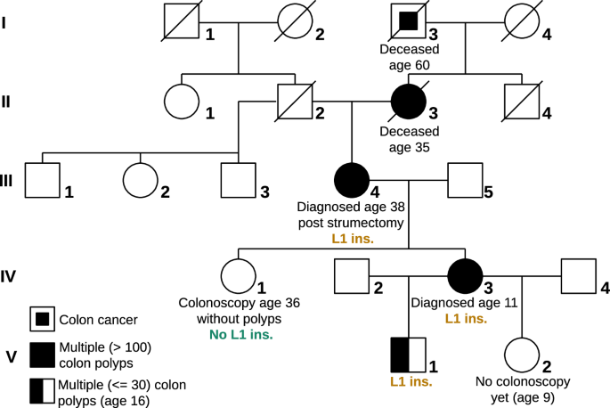 Long-read genome and RNA sequencing resolve a pathogenic intronic germline LINE-1 insertion in APC