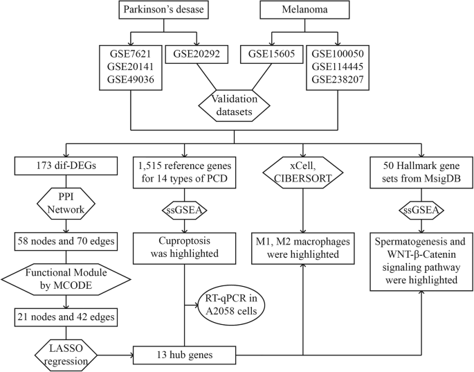 Linking Parkinson’s disease and melanoma: the impact of copper-driven cuproptosis and related mechanisms
