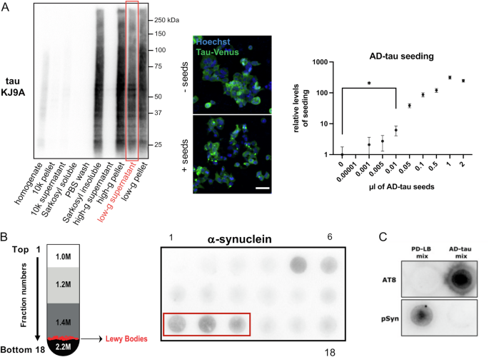 Additive effect of distant Lewy bodies and tau seeds injections on nigral degeneration in macaques