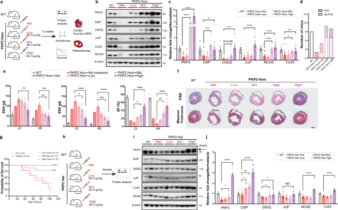 Preclinical efficacy and safety of AAVrh10-based plakophilin-2 gene therapy (LX2020) as a treatment for arrhythmogenic cardiomyopathy