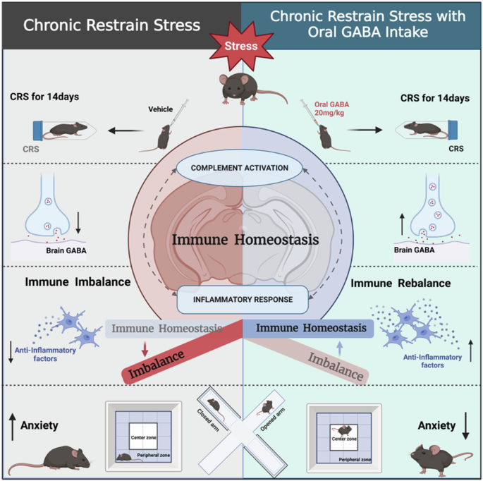 Long-term GABA supplementation mitigates anxiety by modulating complement and neuroinflammatory pathways