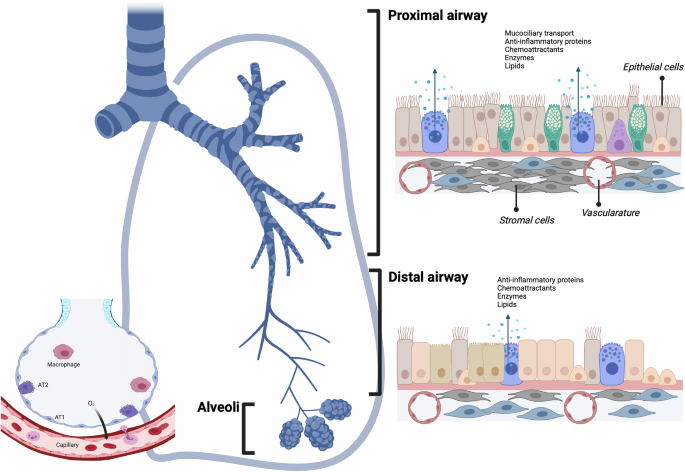 A multidisciplinary approach towards modeling of a virtual human lung