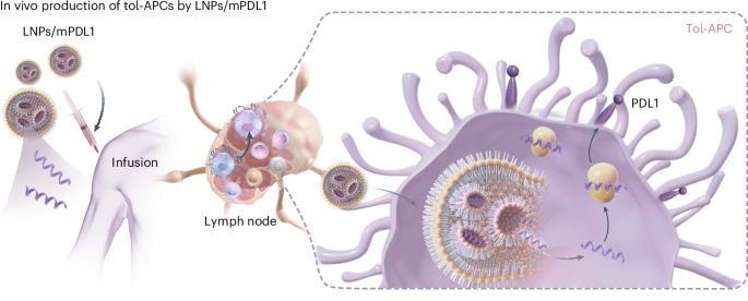 In vivo generation of tolerogenic APCs using PDL1 mRNA-loaded nanoparticles