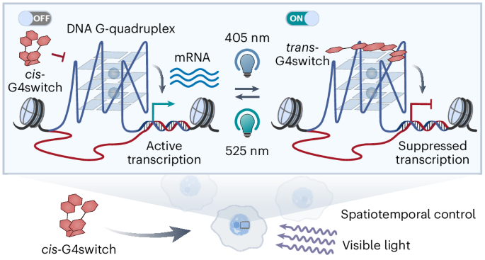 Optical control of gene expression using a DNA G-quadruplex targeting reversible photoswitch
