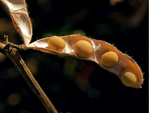 Attributing soybean production shocks | Nature Climate Change