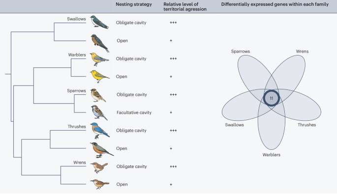 Repeated evolution of a complex behaviour