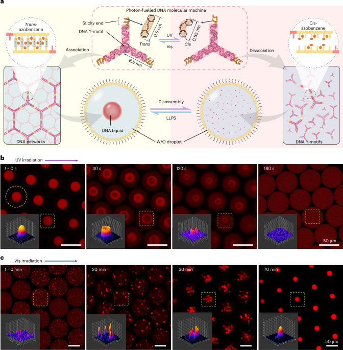 DNA photofluids show life-like motion