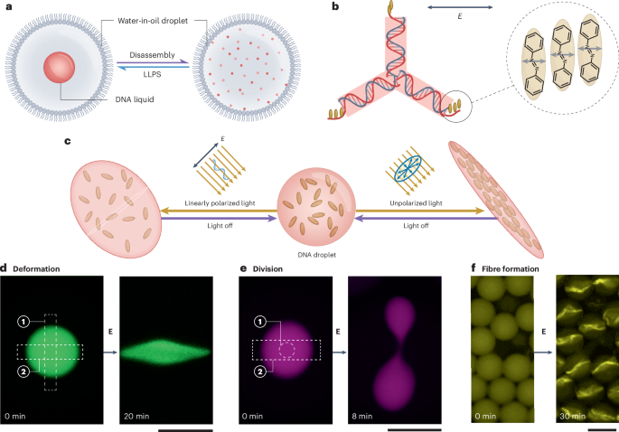DNA droplets shuffle in the spotlight