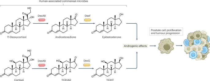 Linking bacterial androgen production and prostate cancer