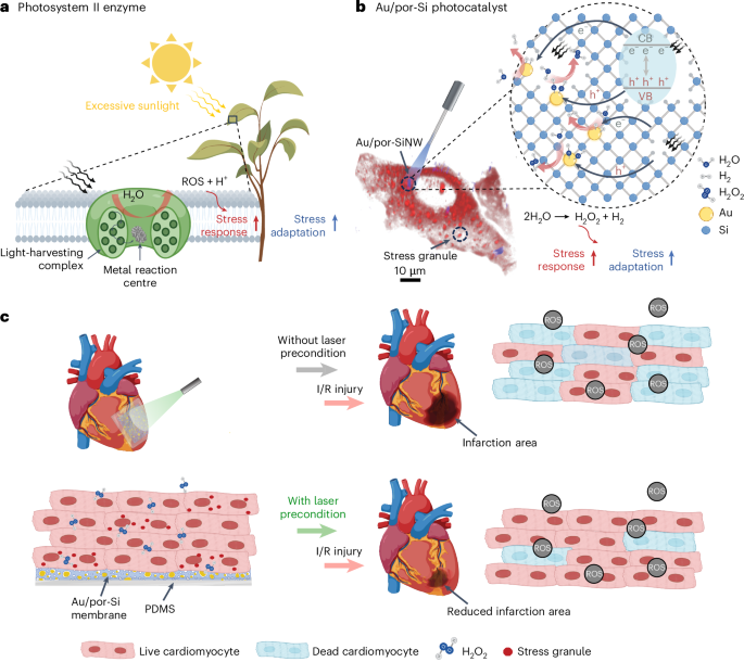 Gold-modified nanoporous silicon for photoelectrochemical regulation of intracellular condensates