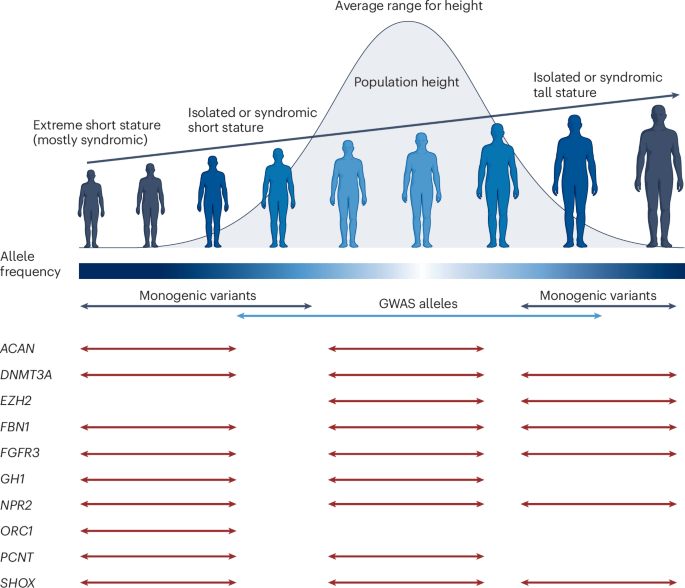 The genetic basis of human height
