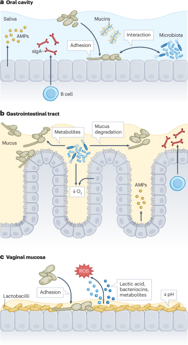 Commensalism and pathogenesis of Candida albicans at the mucosal interface