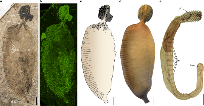 A Jurassic acanthocephalan illuminates the origin of thorny-headed worms
