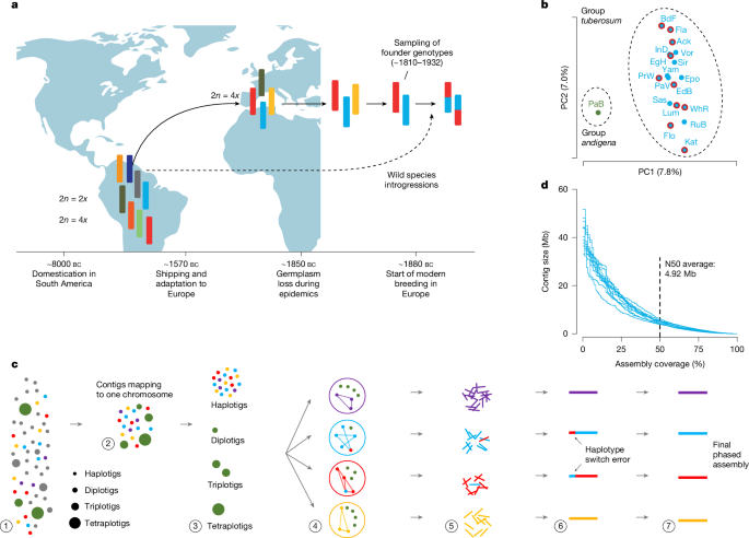 The phased pan-genome of tetraploid European potato