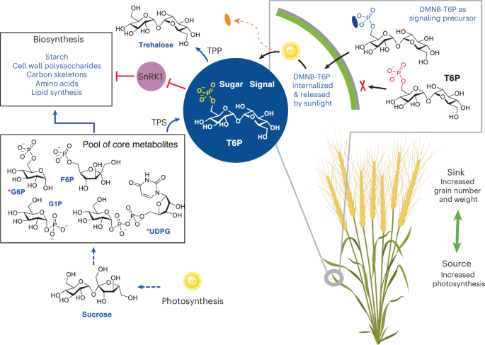 Membrane-permeable trehalose 6-phosphate precursor spray increases wheat yields in field trials
