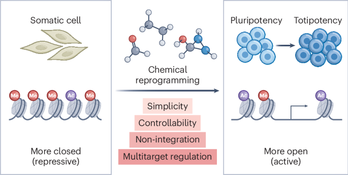 Chemical-based epigenetic reprogramming to advance pluripotency and totipotency