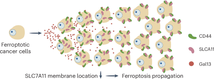 Galectin-13 reduces membrane localization of SLC7A11 for ferroptosis propagation