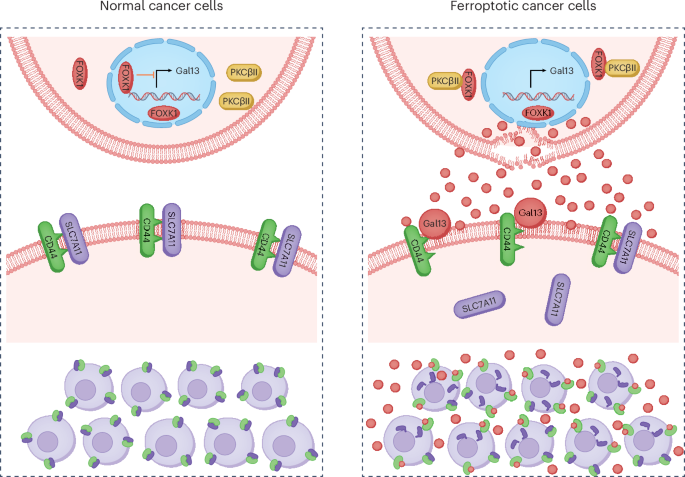 Sweetening ferroptosis spread | Nature Chemical Biology
